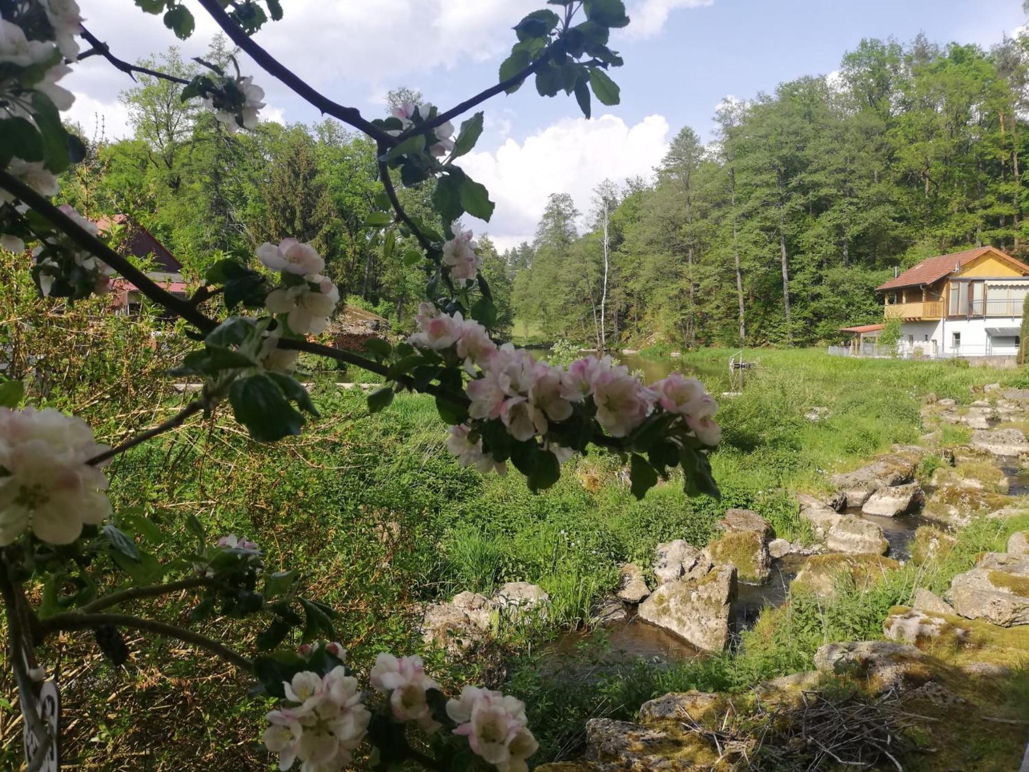 Ferienwohnung Und Sommerhaus Unter Der Burg Falkenberg  Buitenkant foto